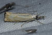 Chrysoteuchia culmella