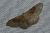 Idaea degeneraria