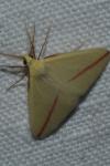 Rhodometra sacraria