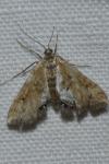 Cataclysta lemnata