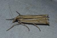 Ancylolomia tentaculella
