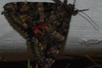 Catocala coniuncta