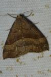 Hypena proboscidalis