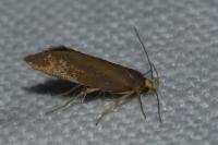Crassa unitella