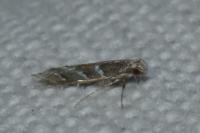 Acrocercops brongniardella