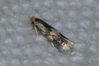 Stigmella trimaculella
