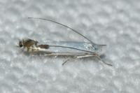 Lyonetia clerkella
