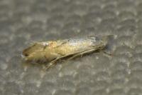 Phyllonorycter harrisella