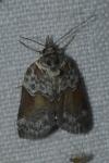 Nycteola siculana