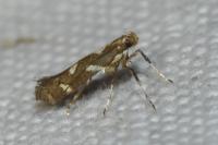 Calybites phasianipennella