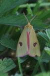 Diacrisia sannio