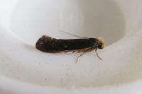 Monopis imella