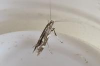 Calybites phasianipennella