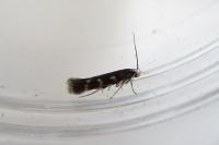 Oxypteryx wilkella