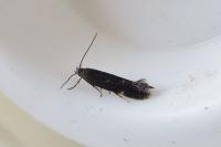 Aproaerema anthyllidella