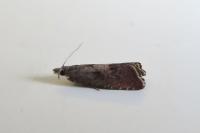 Dichrorampha acuminatana