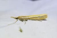 Agriphila deliella