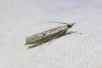 Platytes alpinella