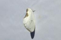 Cilix hispanica