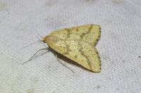 Aspitates ochrearia