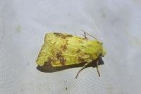 Cirrhia icteritia