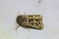 Leucochlaena oditis
