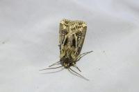 Agrotis vestigialis