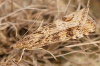 Nomophila noctuella