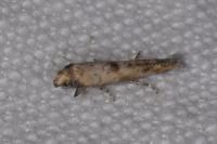 Epermenia aequidentella