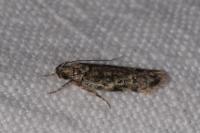 Psoricoptera gibbosella