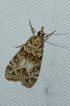 Eudonia mercurella