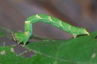 Cyclophora punctaria