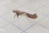 Caloptilia stigmatella