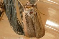 Ochropleura leucogaster