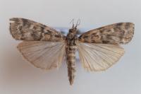 Dioryctria sylvestrella