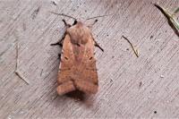 Agrochola lychnidis