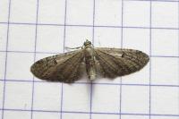 Eupithecia virgaureata