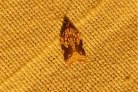Acleris rhombana