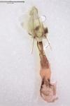 Dioryctria sylvestrella