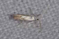 Phyllonorycter harrisella