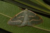 Hylaea fasciaria