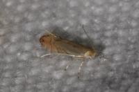 Phyllonorycter quercifoliella