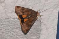 Noctua janthe