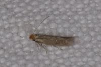 Bucculatrix cristatella