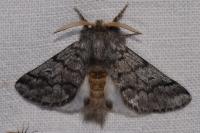 Thaumetopoea pityocampa