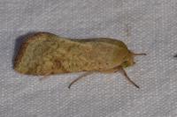 Helicoverpa armigera