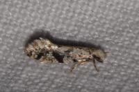 Nemapogon