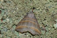 Colobochyla salicalis