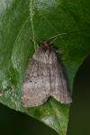 Ochropacha duplaris