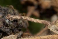 Hemithea aestivaria